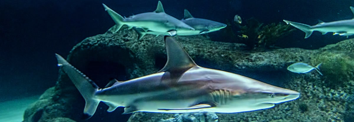 Sharks at Florida keys luxury car rental